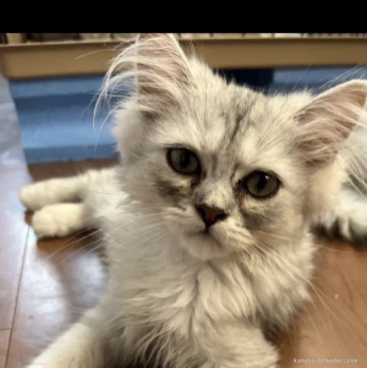 ID：2304-03517の子猫