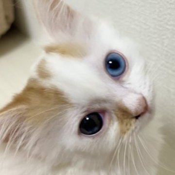 ミヌエット(短足)【茨城県・男の子・2023年3月20日・クリーム&ホワイトバン】の写真「オッドアイ✨短足のミヌエット💕可愛い男の子✨」