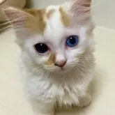 ミヌエット(短足)【茨城県・男の子・2023年3月20日・クリーム&ホワイトバン】の写真2