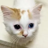 ミヌエット(短足)【茨城県・男の子・2023年3月20日・クリーム&ホワイトバン】の写真3