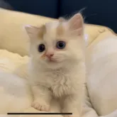 ミヌエット(短足)【茨城県・男の子・2023年3月20日・クリーム&ホワイトバン】の写真5