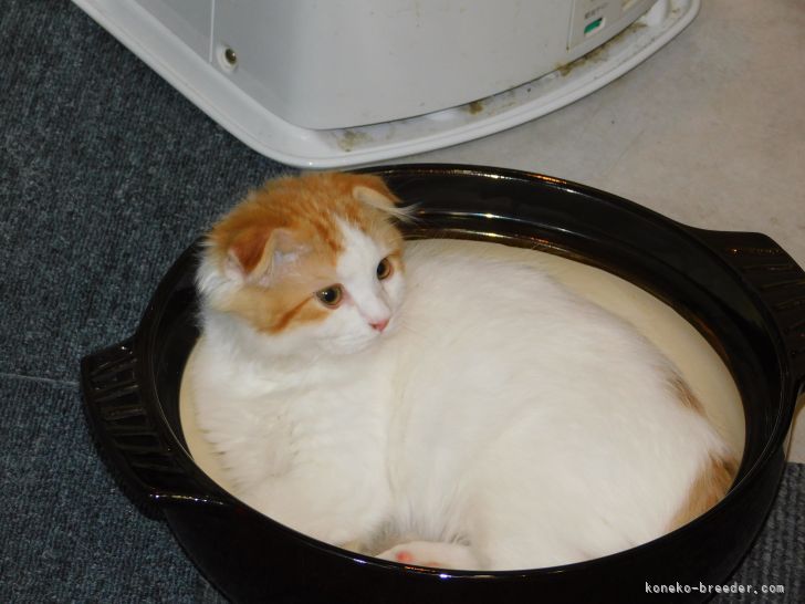 我が家の甘えん坊　猫鍋キング君｜庄司　美幸(しょうじ　みゆき)ブリーダー(山形県・アメリカンショートヘアなど・ICC登録)の紹介写真4
