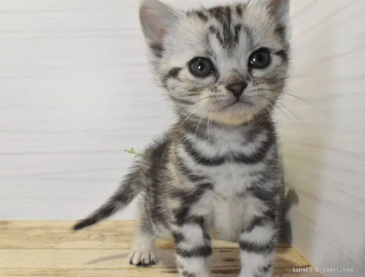 ID：2102-00978の子猫