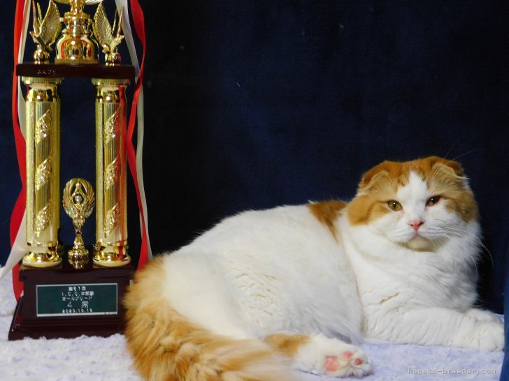 スコティッシュフォールド【・男の子・2022年10月19日・レッドタビー&amp;ホワイト】