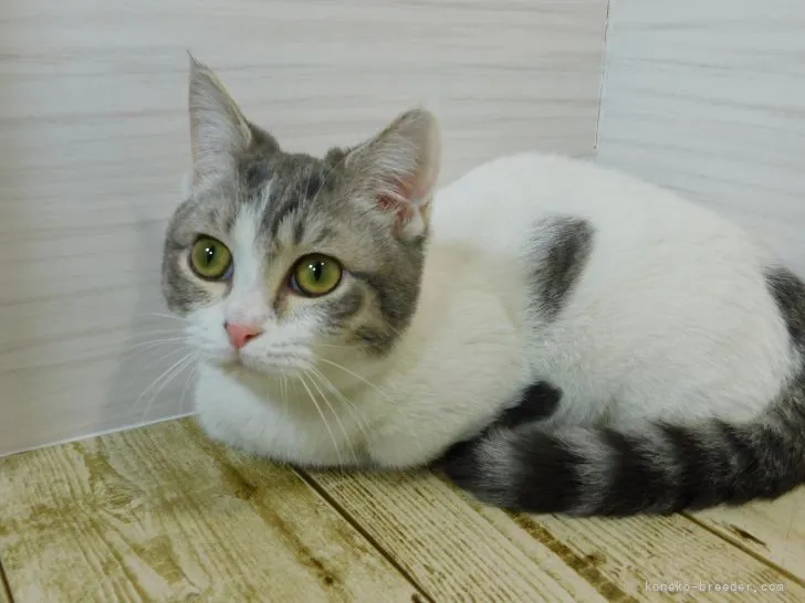 ID：2106-01750の子猫