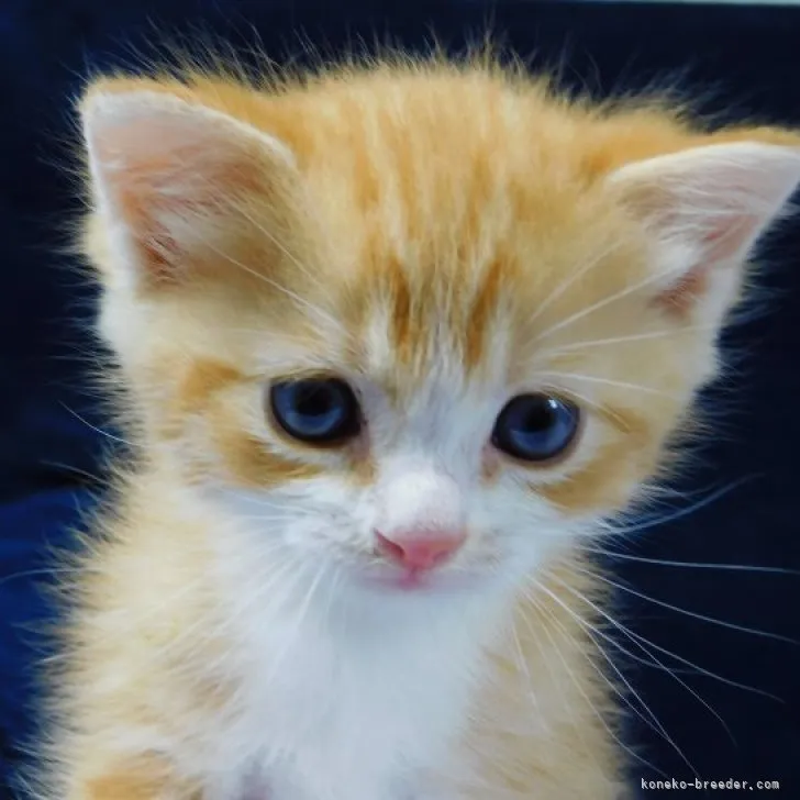 C.S 様のお迎えした子猫