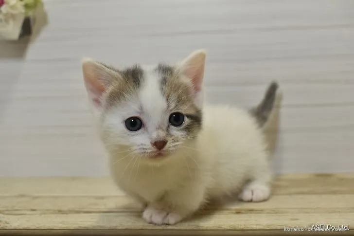 ID：2106-01748の子猫