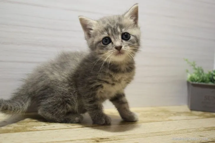 ID：2012-01857の子猫