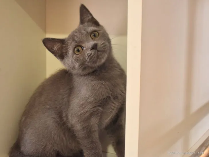 ID：2102-01203の子猫