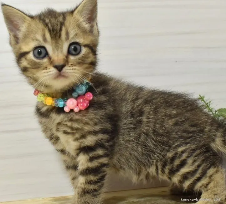 ID：2106-02684の子猫