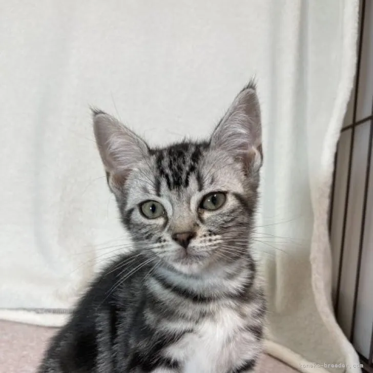 ID：2307-00261の子猫