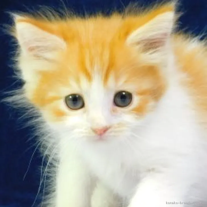 ID：2307-01719の子猫