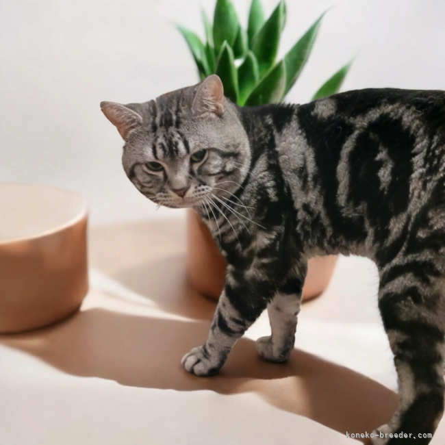 アメリカンショートヘア【・男の子・2021年11月17日・シルバータビー】