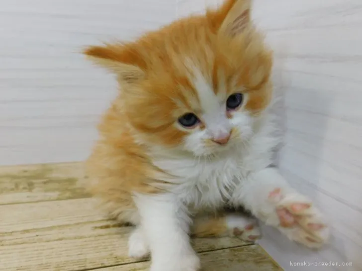 ID：2112-00569の子猫