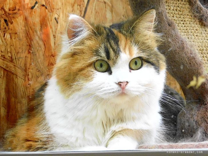 マンチカン【・女の子・2020年9月12日・キャリコ】