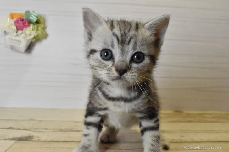 ID:2102-00979の子猫