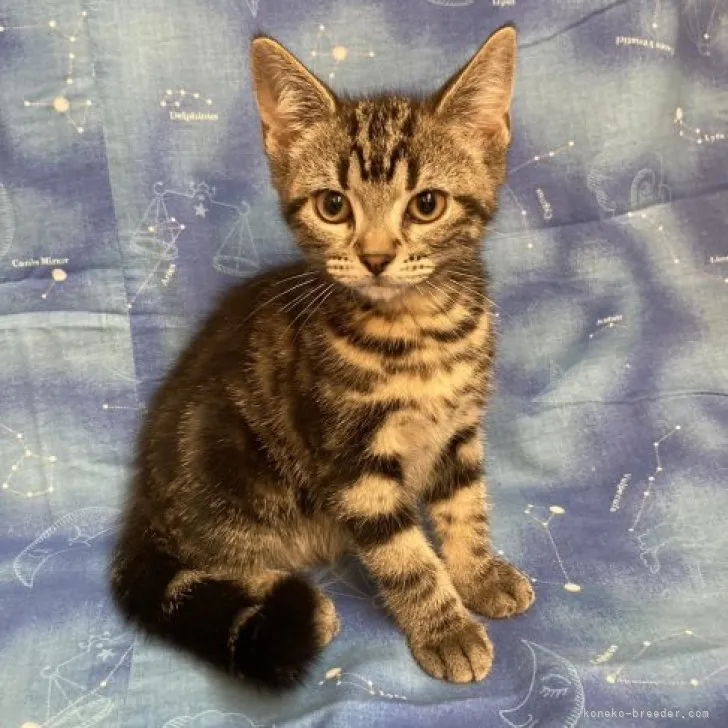 ID：2307-00115の子猫