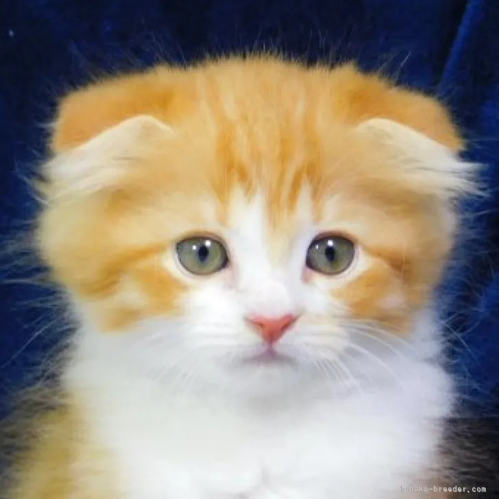 ID：2307-00124の子猫