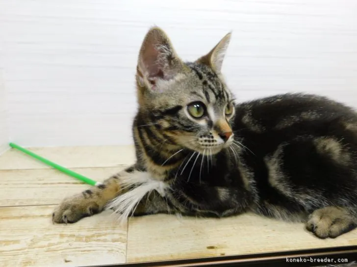 ID：2202-01224の子猫