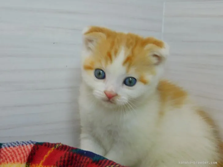 ID：2203-00490の子猫