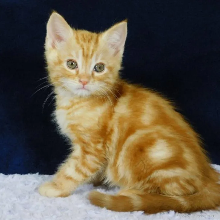 ID：2304-00491の子猫