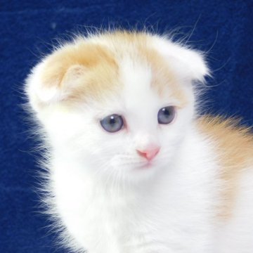 スコティッシュフォールド【山形県・男の子・2024年3月17日・レッドタビー&ホワイト】の写真「今週末まで掲載予定です」