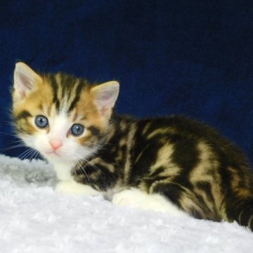 マンチカン【山形県・男の子・2023年8月28日・ブラウンタビー&ホワイト】の写真「綺麗なブラウンタビーの子です」