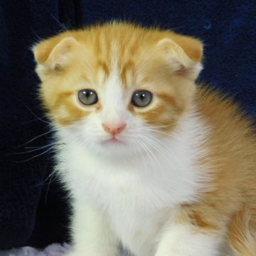 スコティッシュフォールド【山形県・男の子・2024年3月17日・レッドタビー&ホワイト】の写真「今週末まで掲載予定です」