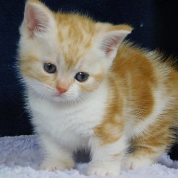 マンチカン(短足)【山形県・女の子・2023年4月20日・レッドタビー&ホワイト】の写真「スクスク成長中」