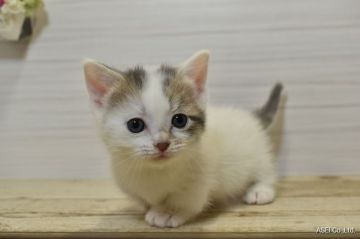 ミヌエット【山形県・女の子・2021年5月18日・ブルーパッチドタビー&ホワイトバン】の写真「足短✨父親ダブルチャンピオン♥」