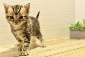 アメリカンショートヘア【山形県・男の子・2021年3月1日・シルバータビー】の写真「４/１９まで残り２日の限定募集!!父親ダブルCH✨」