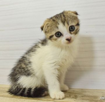 スコティッシュフォールド(折れ耳)【山形県・女の子・2021年6月7日・ブラウンパッチドタビー&ホワイト💕】の写真「折れ耳✨女の子」