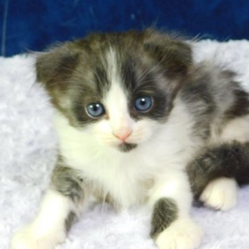 スコティッシュフォールド(折れ耳)【山形県・男の子・2023年8月9日・ブラックスモーク&ホワイト(ロングヘアー)】の写真「スクスク成長中」