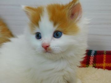 スコティッシュフォールド(立ち耳)【山形県・女の子・2021年11月1日・レッドタビー&ホワイトバン(ロングヘアー)】の写真「限定特別価格にて販売中」