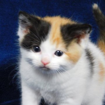 スコティッシュフォールド(立ち耳)【山形県・女の子・2023年3月27日・キャリコ(ショートヘア)】の写真「スクスク成長中」