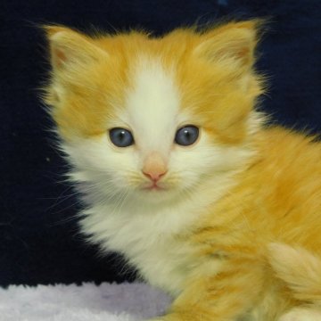 スコティッシュフォールド【山形県・男の子・2024年2月24日・レッドタビー&ホワイト(ロングヘア)】の写真「限定販売」