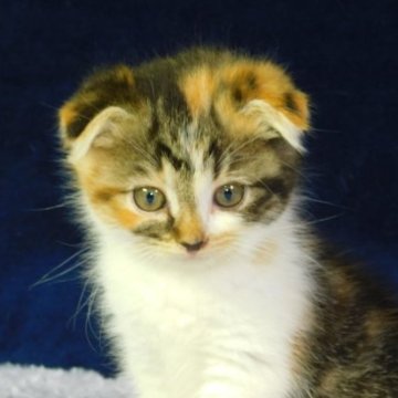 スコティッシュフォールド(折れ耳)【山形県・女の子・2023年8月30日・キャリコ】の写真「スクスク成長中」