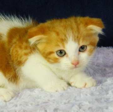 スコティッシュフォールド(折れ耳)【山形県・男の子・2023年8月30日・レッドタビー&ホワイト】の写真「間もなく掲載終了します」