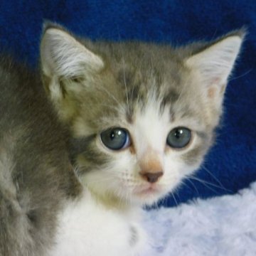 ミヌエット(長足)【山形県・女の子・2023年6月24日・ブルータビー&ホワイト】の写真「夏休みにお迎えサマーセール」