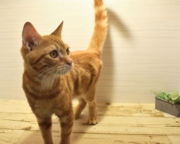 ミヌエット【山形県・男の子・2020年7月18日・レッドタビー】の写真「元気いっぱいな甘えん坊君♡」