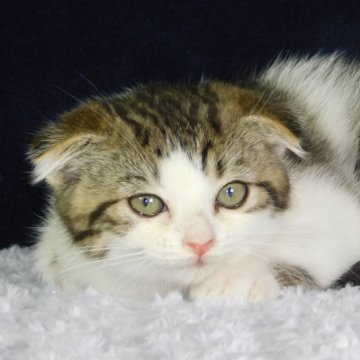 スコティッシュフォールド(折れ耳)【山形県・女の子・2024年4月10日・ブラウンタビー&ホワイト】の写真「スクスク成長中」