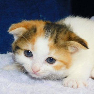 スコティッシュフォールド(折れ耳)【山形県・女の子・2023年4月16日・キャリコ(ショートヘア)】の写真「スクスク成長中」