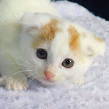 スコティッシュフォールド(折れ耳)【山形県・女の子・2023年8月30日・キャリコ(ショートヘア)】の写真「スクスク成長中」