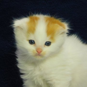 スコティッシュフォールド【山形県・男の子・2024年2月24日・レッドタビー&ホワイト】の写真「フワフワモフモフのロングヘアー」