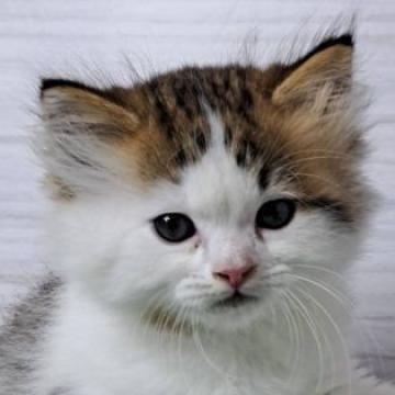 スコティッシュフォールド(立ち耳)【山形県・男の子・2022年10月17日・ブラウンタビー&ホワイト】の写真「フワフワロングヘアー」