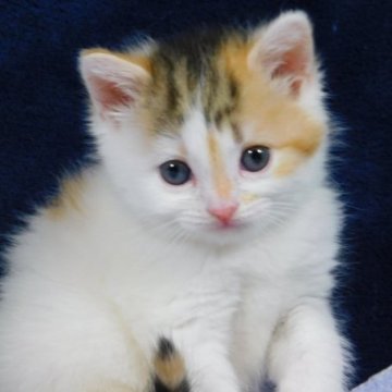 スコティッシュフォールド(立ち耳)【山形県・女の子・2023年4月16日・キャリコ(セミロングヘア)】の写真「スクスク成長中」