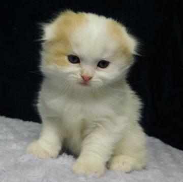 スコティッシュフォールド【山形県・女の子・2024年1月11日・レッドタビー&ホワイト(ロングヘア)】の写真「モデルさんのような美人です」