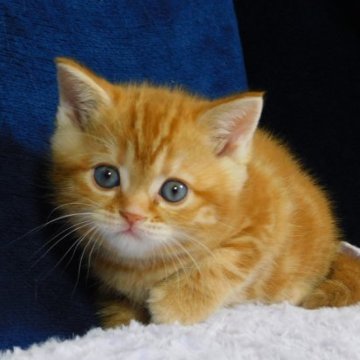 マンチカン(長足)【山形県・女の子・2023年4月17日・レッドタビー&ホワイト(ショートヘアー)】の写真「スクスク成長中」