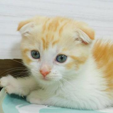 スコティッシュフォールド(折れ耳)【山形県・男の子・2022年4月18日・レッドタビー&ホワイト】の写真「価格値下げしました」