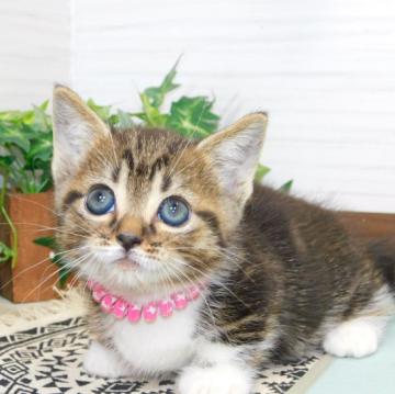 ミヌエット(短足)【山形県・女の子・2022年6月8日・ブラウンタビー&ホワイト】の写真「期間限定価格」